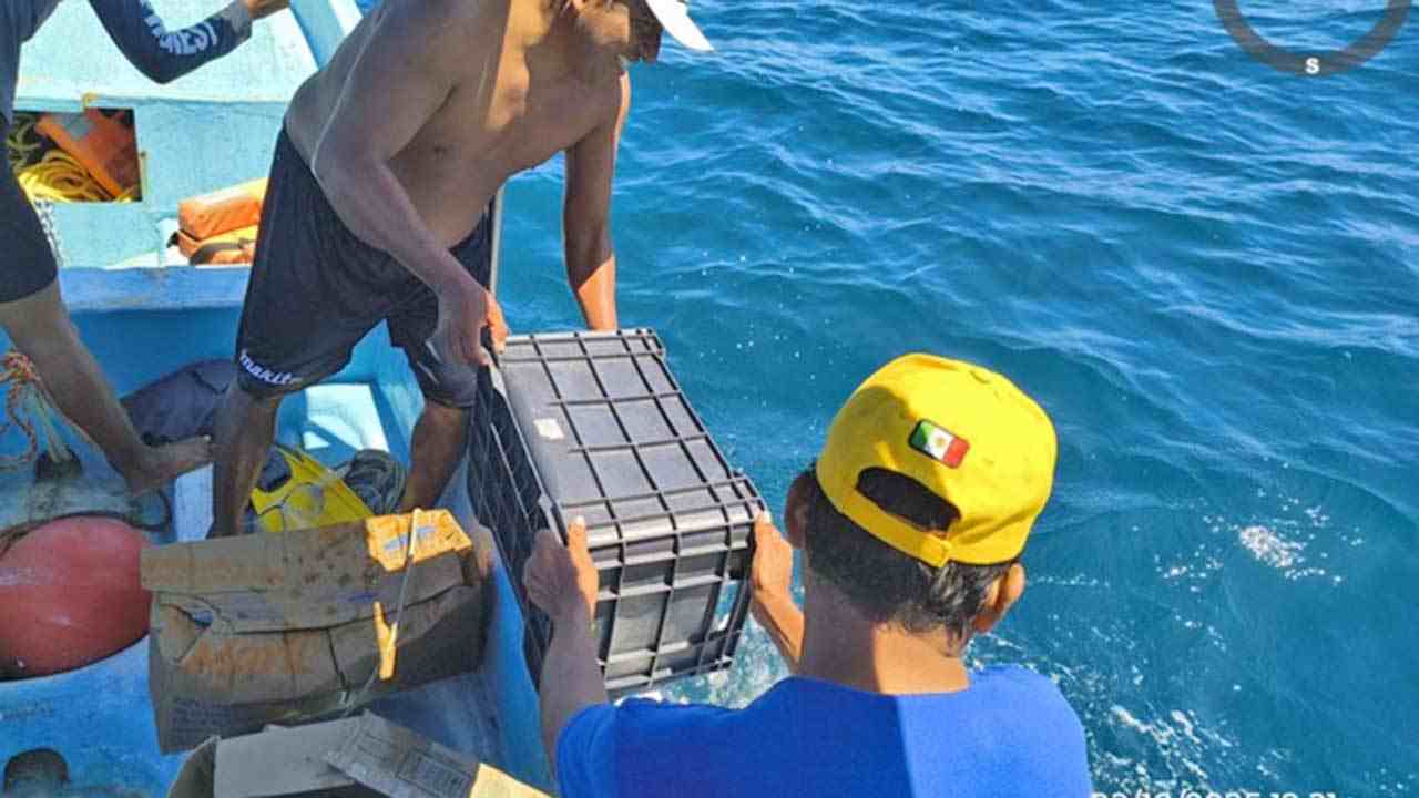 La Conanp devuelve al mar fragmentos de coral y conchas extraídas ilegalmente en Huatulco