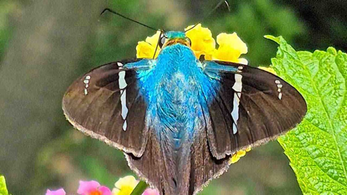 Registran 47 especies de mariposas en el Parque Estatal Cerro del Fortín
