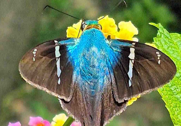 Registran 47 especies de mariposas en el Parque Estatal Cerro del Fortín