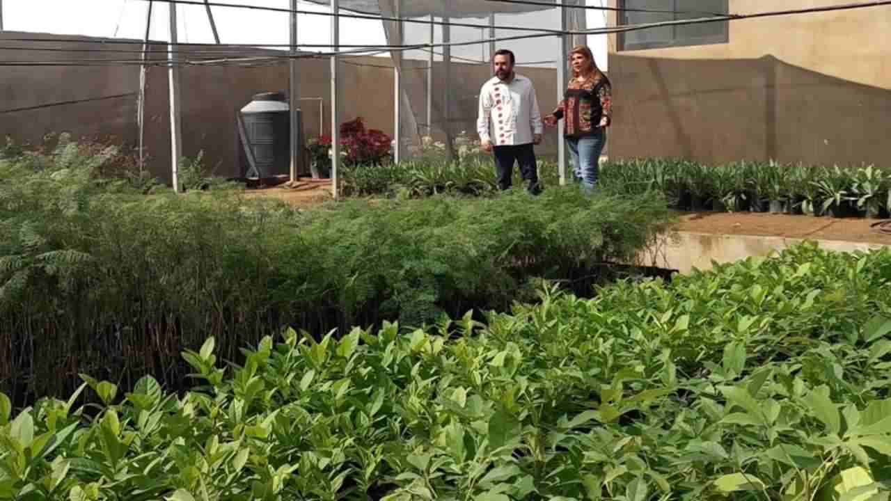 Coesfo pone en marcha vivero comunitario en Xoxocotlán